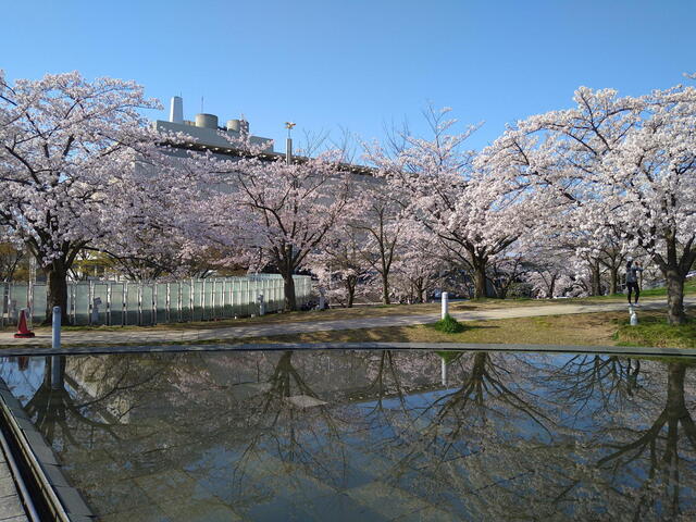 NGT48　本間日陽卒業コンサート当日　新潟県民会館隣りの白山公園の桜