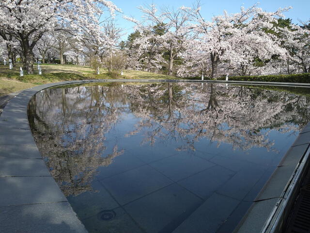 NGT48　本間日陽卒業コンサート当日　新潟県民会館隣りの白山公園の桜